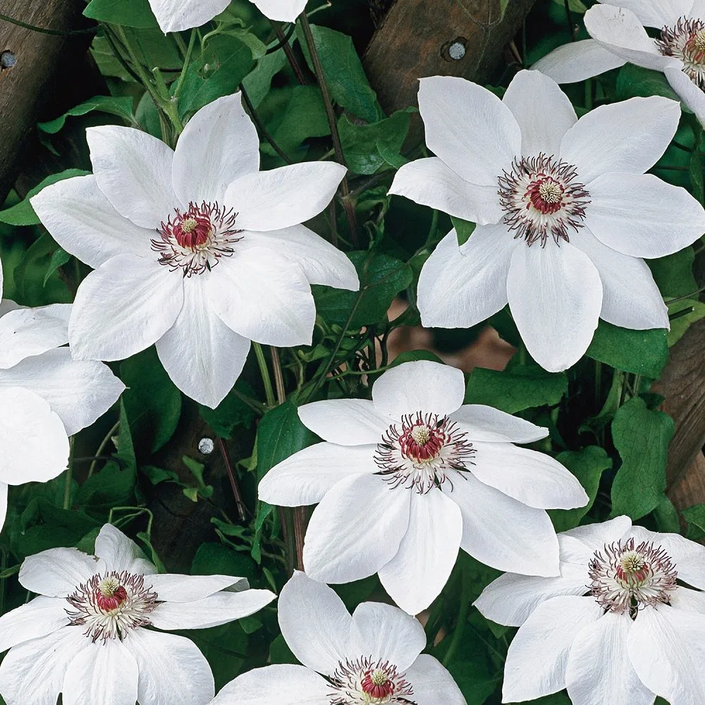 Clematis - 2 piante rampicanti Clematis The President & Clematis Miss Bateman (vaso da 1,5 litri) – Bianco/Blu & Inverno duro | ClematisOnline piante rampicanti e fiori