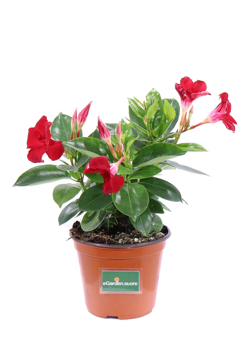pianta di Dipladenia pianta da fiore di dipladenia da balcone pianta da fiore vera pianta in vaso di dipladenia venduta da eGarden.store (Rosso)