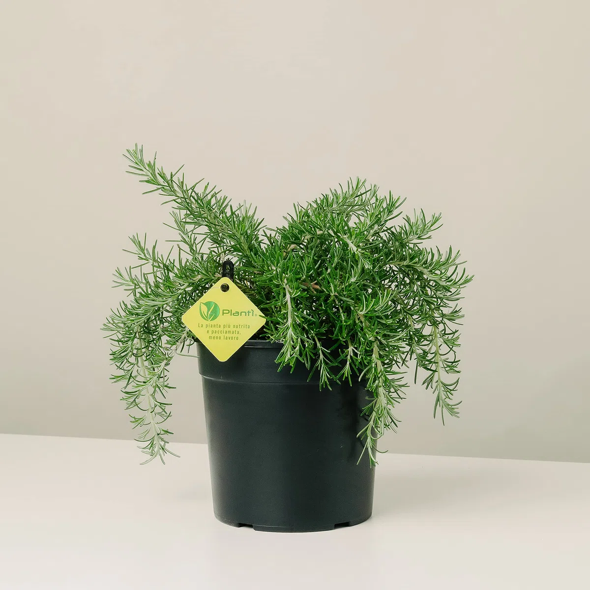 PLANTI’ ROSMARINO PROSTRATO Pianta vera da esterno piante aromatiche cucina, ideale per insaporire i vostri piatti o per ornare il giardino di casa. 6 mesi di concimazione con sistema Plantì