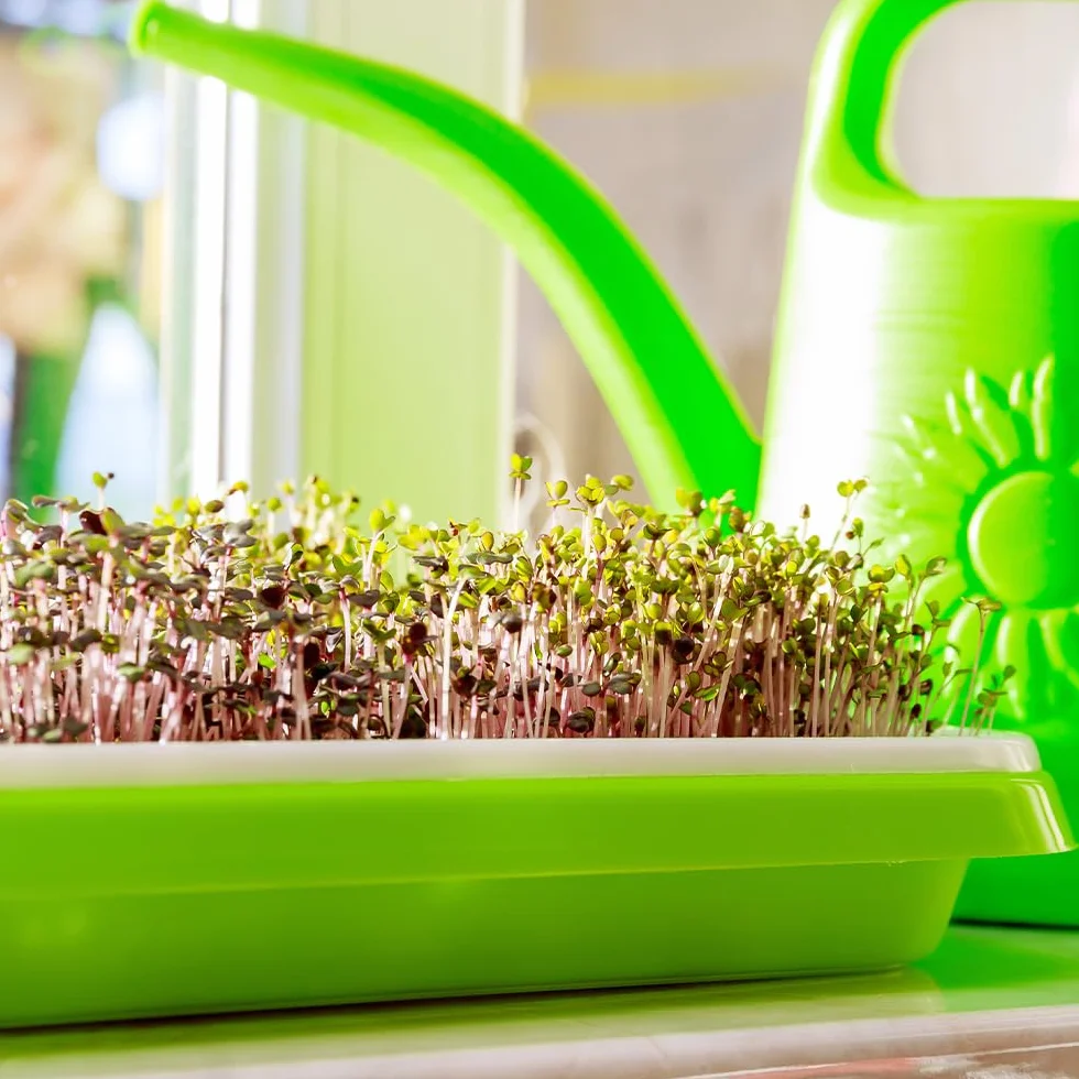 6 Pezzi Vassoio per Germinazione Semi 32.5x24.5x4.5cm Vassoi per Semi Impilabile Vassoio per Germogli in Plastica per Coltivazione Fagioli Mungo,Erba Medica,Erba di Grano