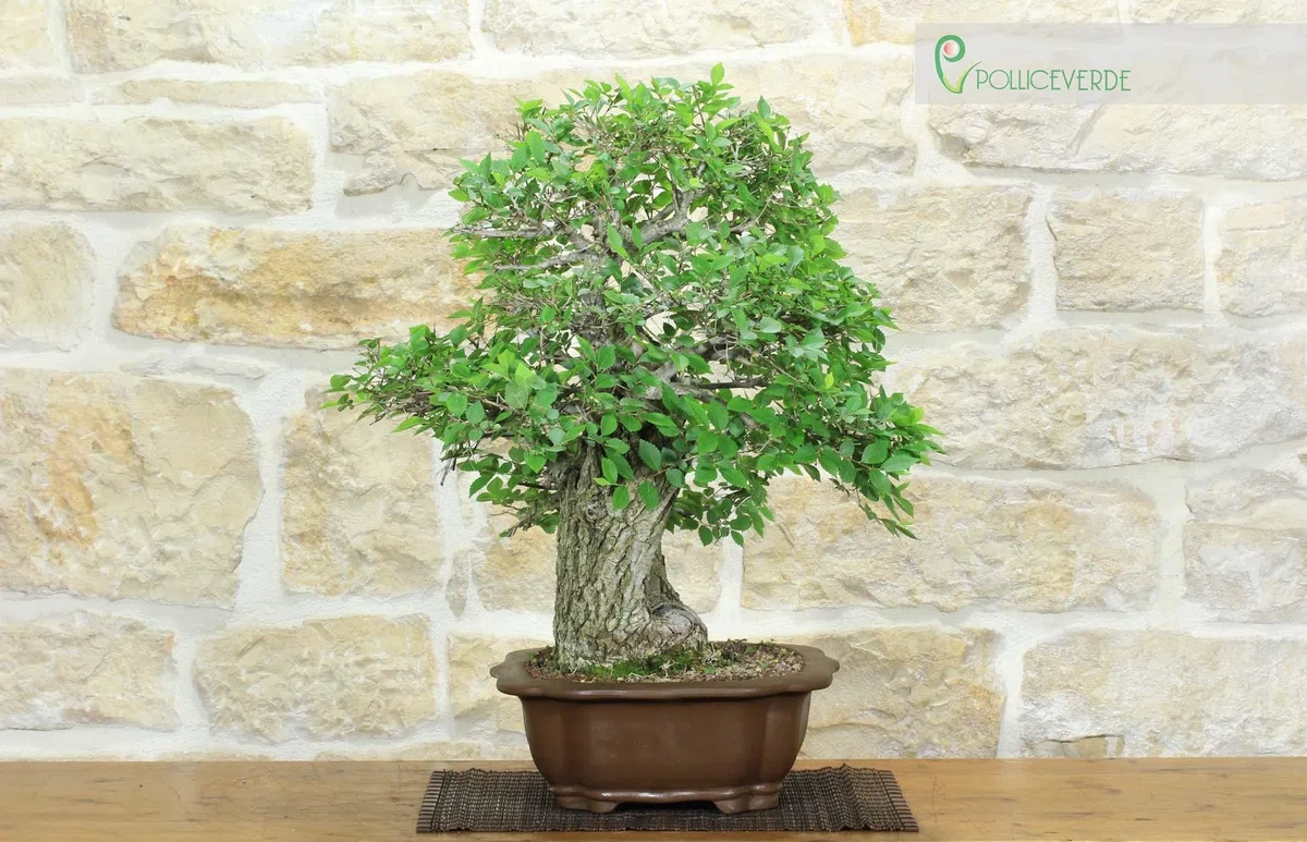 Bonsai di Olmo Campestre (54)