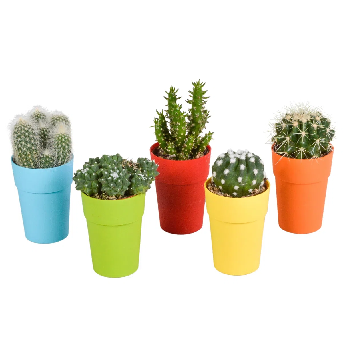 Mix di Cactus in Vaso di Plastica con Piedini, Set da 5 Pezzi, 5.5 cm