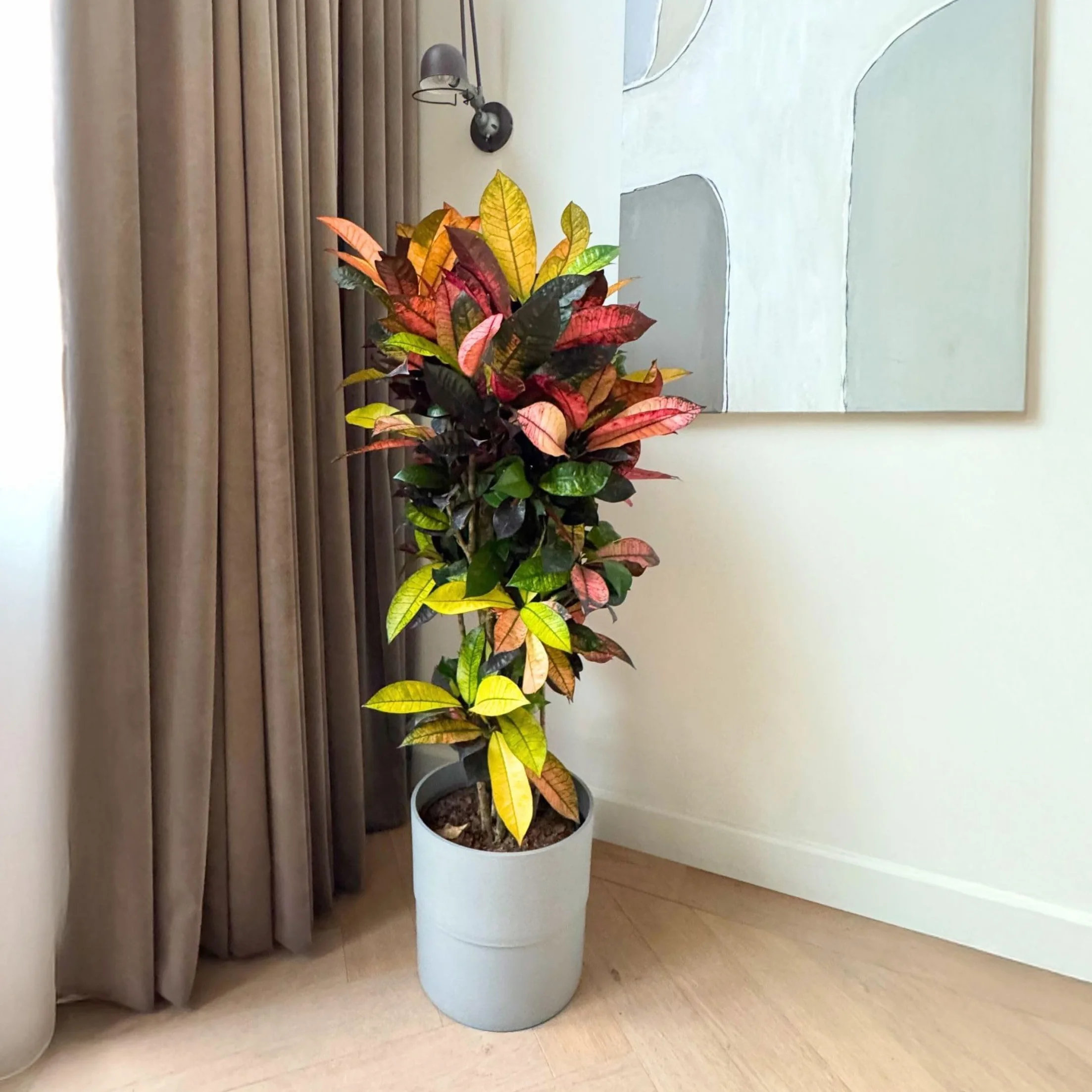 Plant in a Box - Codiaeum variegatum 'Mrs. Iceton' - Pianta d'appartamento unica - Cambia lentamente colore - Vaso 19cm - Altezza 60-70cm