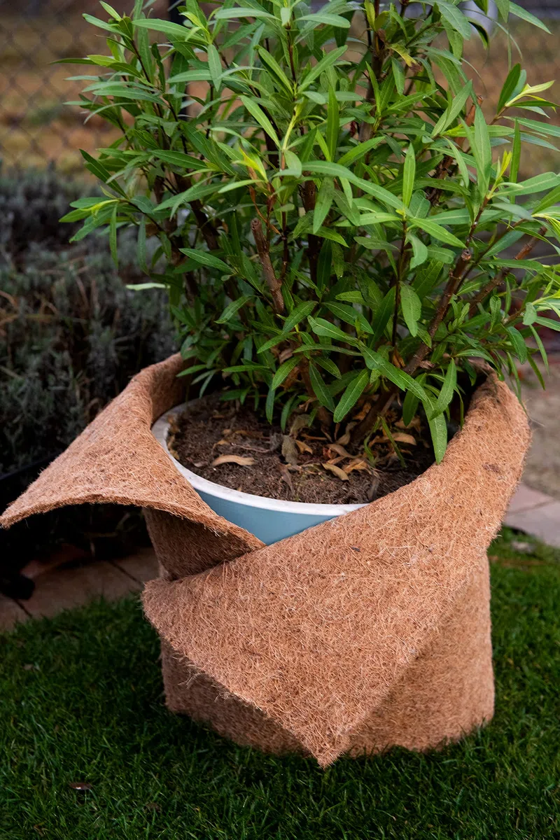 MC.Sammler Tappetino di Cocco per Protezione Invernale Piante, Palme - al Metro - 25 cm / 50 cm / 100 cm (Larghezza) - Protezione dal Freddo - 100% Biologico - Rotolo in Fibra di Cocco - 100cm x 1m