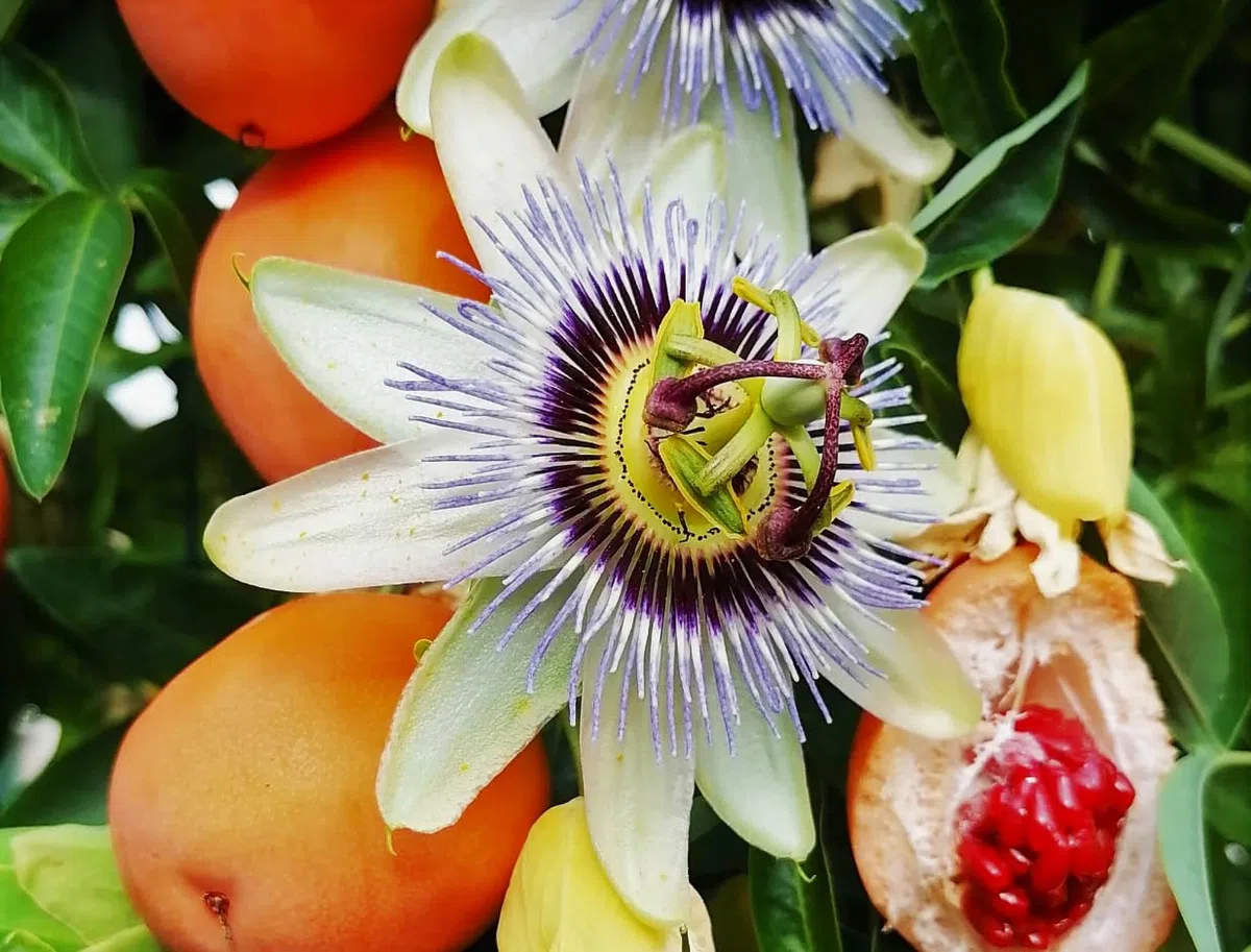Passiflora Caerulea pianta rampicante in vaso ø19 cm h. 90/100 cm FOTO REALE Vivaio di Castelletto