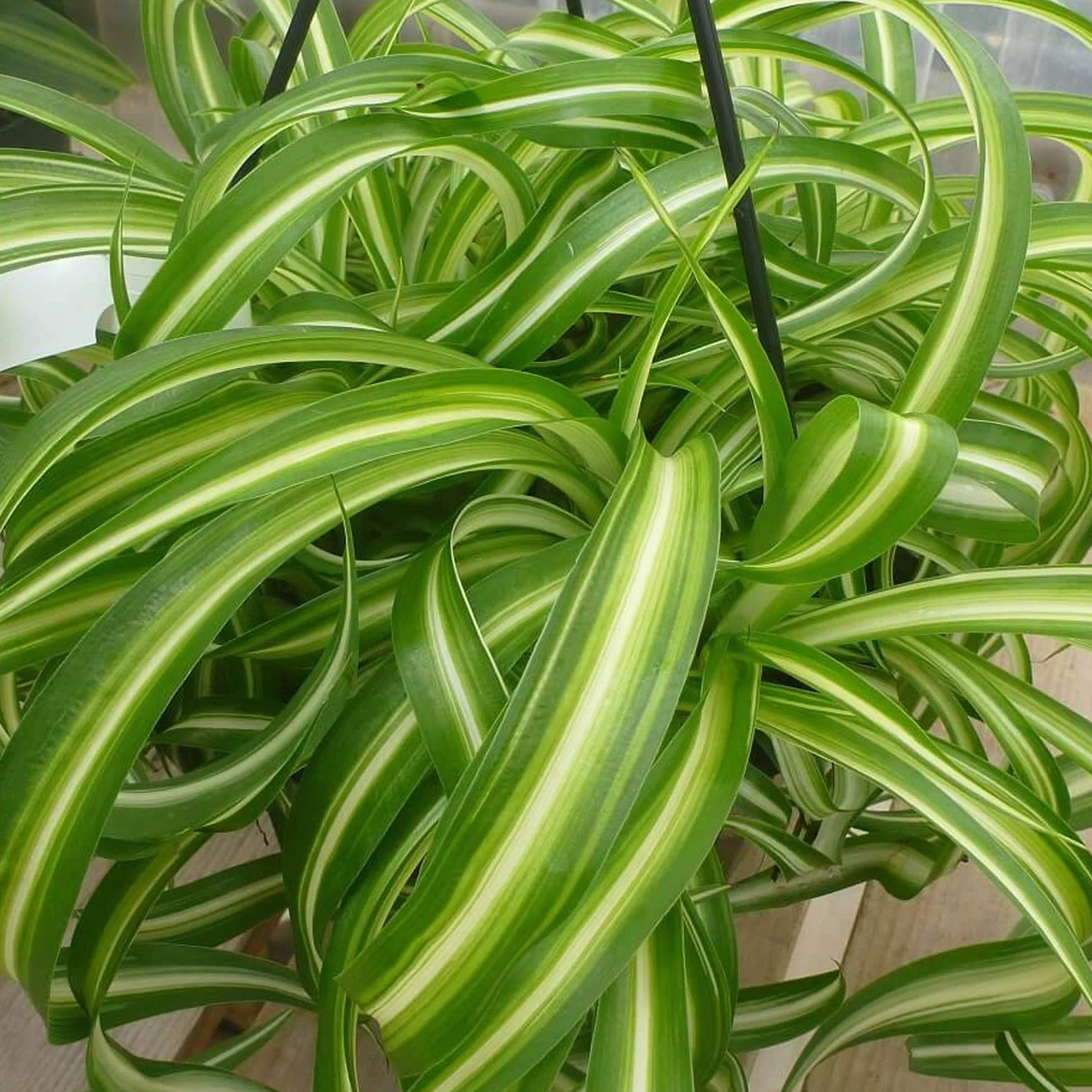 Chlorophytum “Bonnie” Nastrino Falangio Pianta Ragno Cascante Pianta da appartamento (20-30 cm Incl. Vaso)