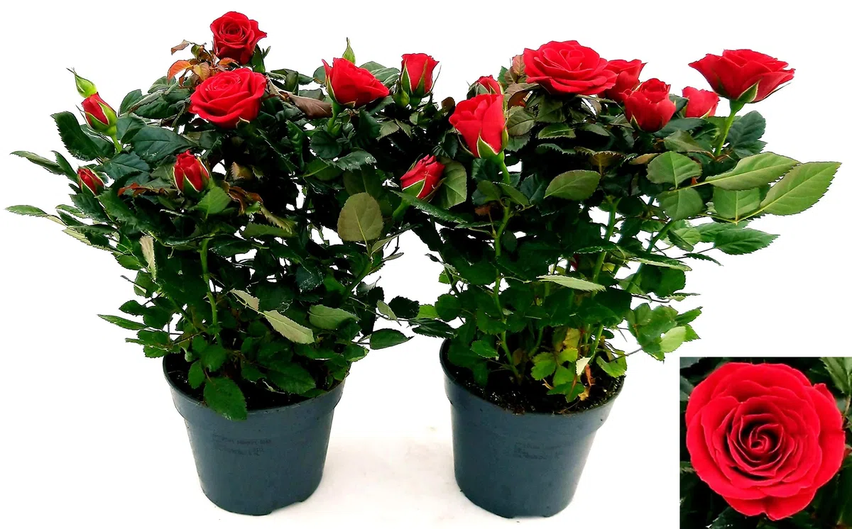 POWERS TO FLOWERS - ROSA DA GIARDINO RAMPICANTE e RIFIORENTE, ROSA ROSSA, 2 PIANTE, Piante Vere