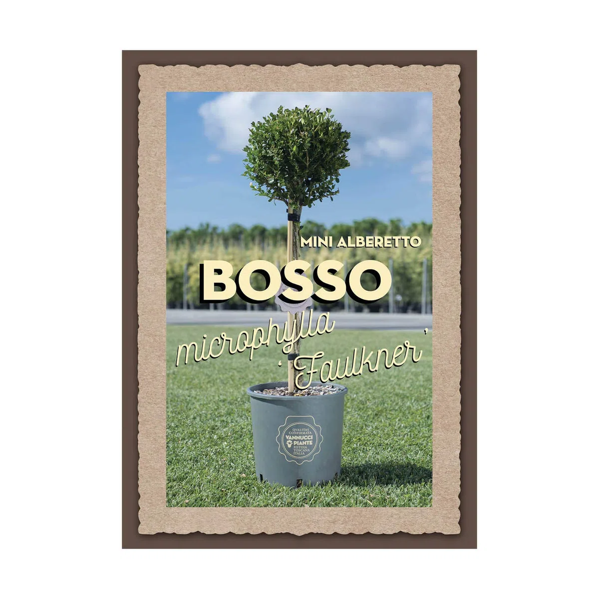 Vannucci Piante - Buxus microphylla 'Faulkner', Bosso, Pianta da terrazzo, Pianta formata, Mini alberetto