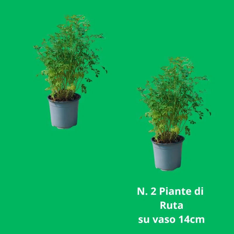 PIANTA DI RUTA SU VASO 14 IN CONFEZIONE DA 2 PEZZI