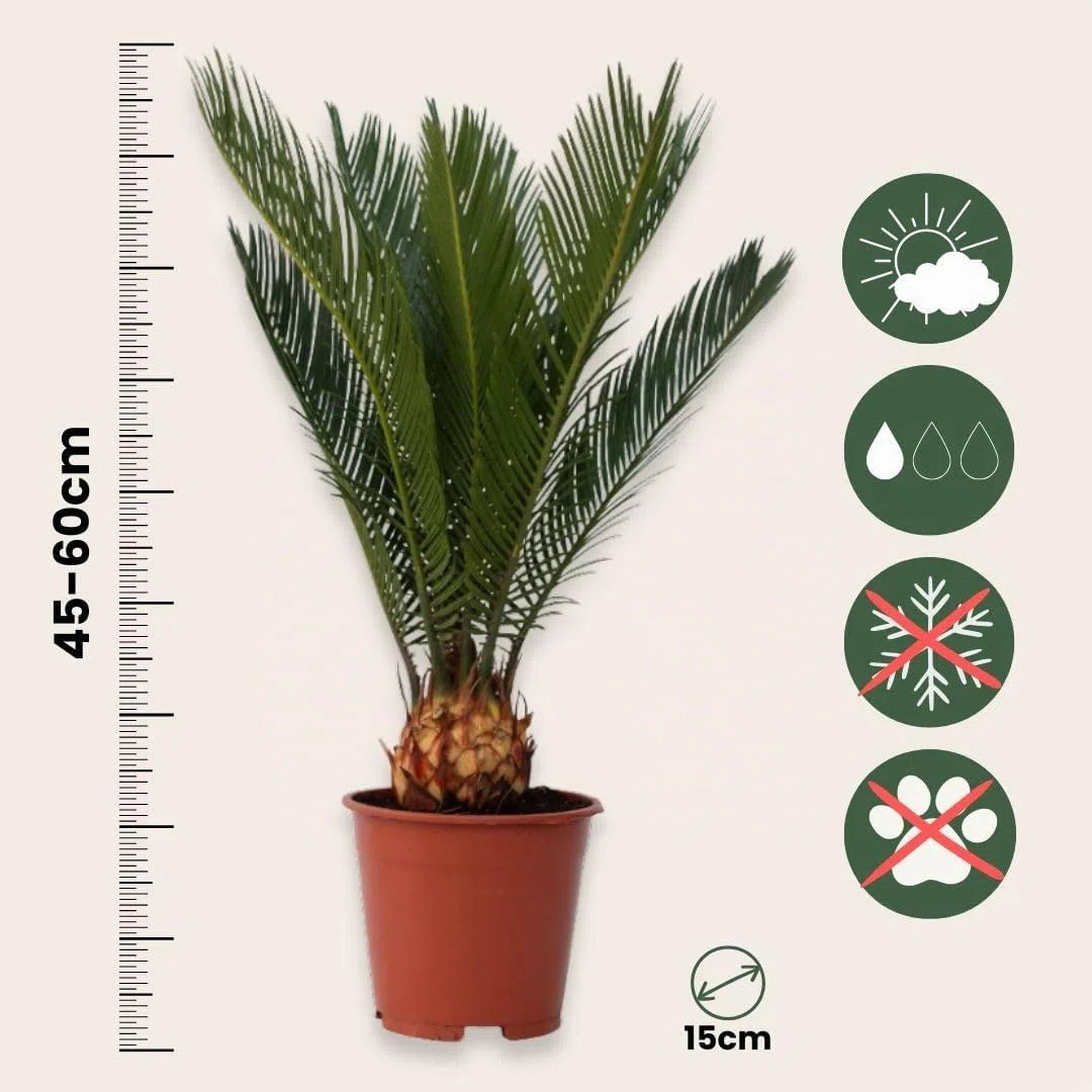 Plant in a Box - Cycas Revoluta - Set di 2 - Palma di Sago - Altezza 45-60cm - Vaso 15cm - Palma felce - Pianta Tropicale Ornamentale da Interno o Terrazza - Facile da Curare