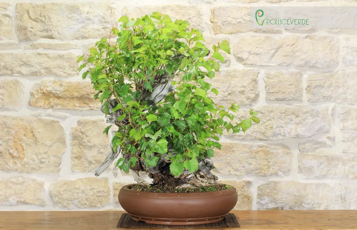 Bonsai Yamadori di Vite Selvatica (3)