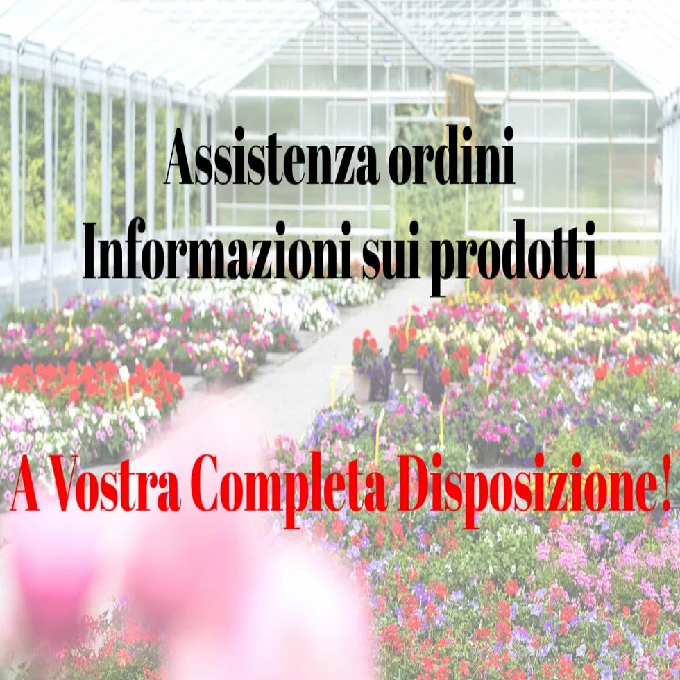 Pianta da Esterno Gaura Lindheimeri Bianca Vaso 19 cm