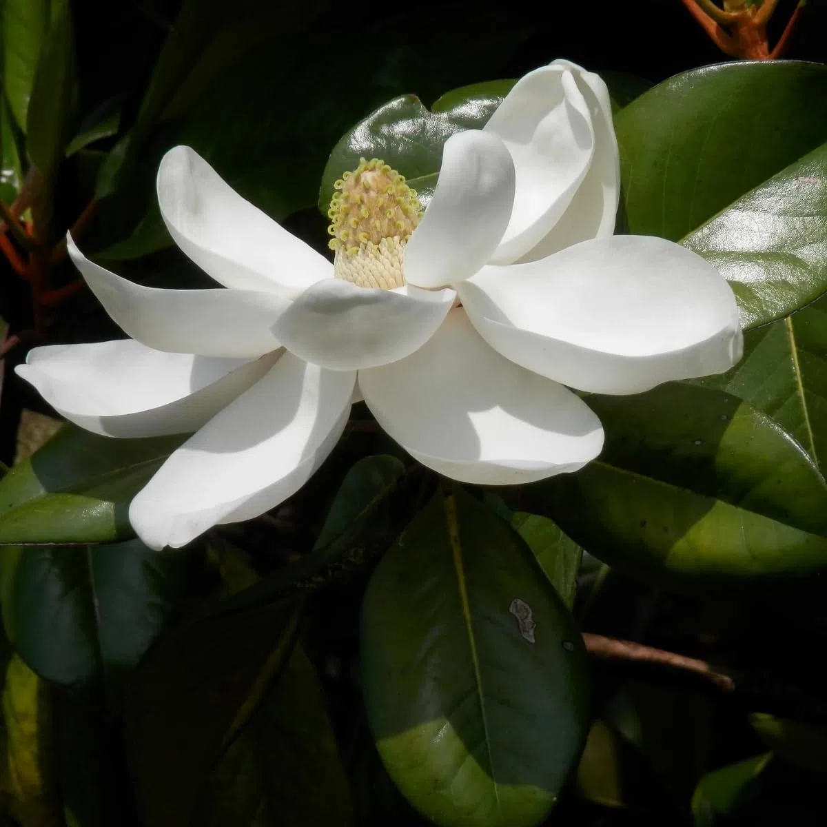 Pianta di Magnolia Grandiflora Foglie Grandi Sempreverde in Vaso 18 cm