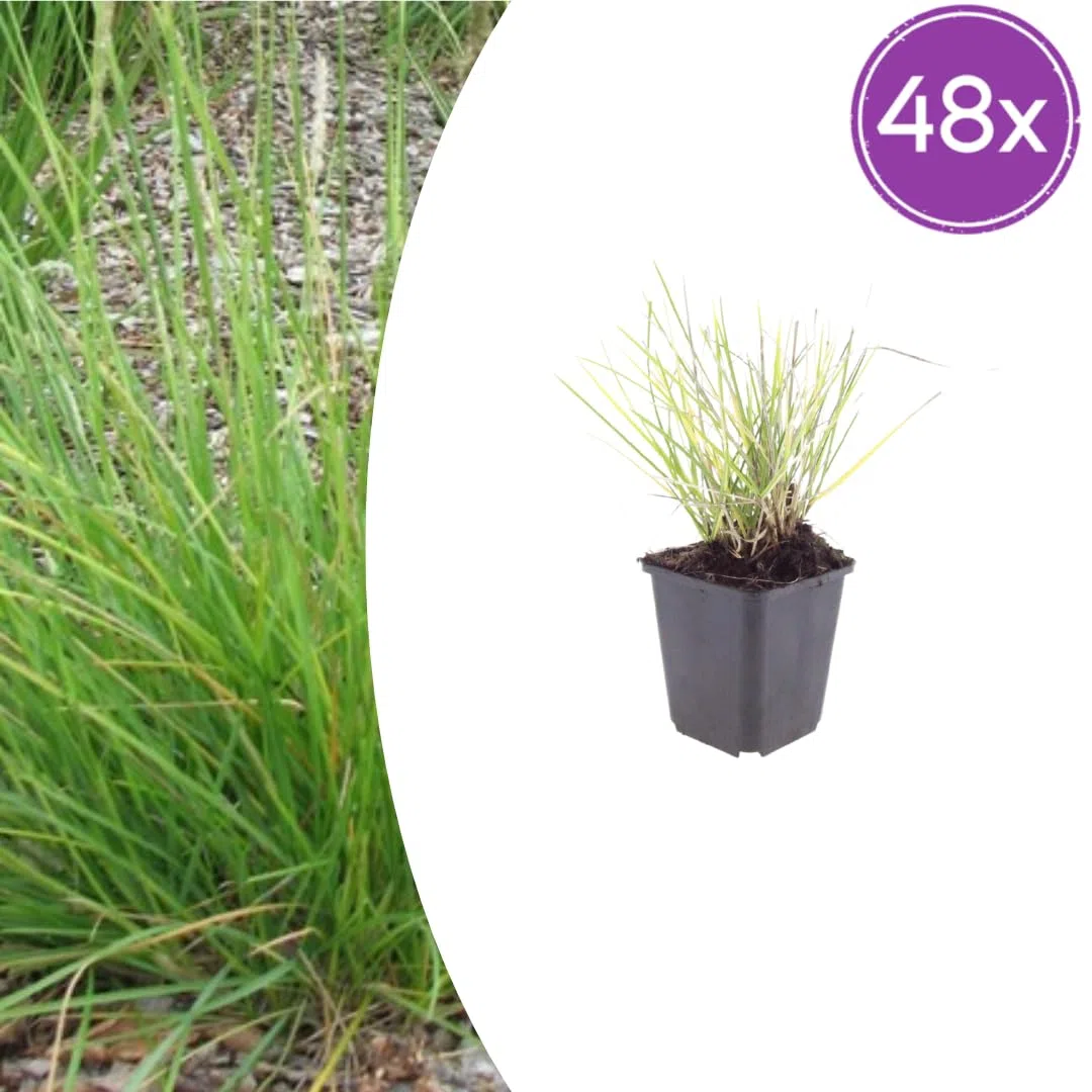Sesleria Autumnalis in Vaso, per Giardino, Verde, Set da 48 Pezzi