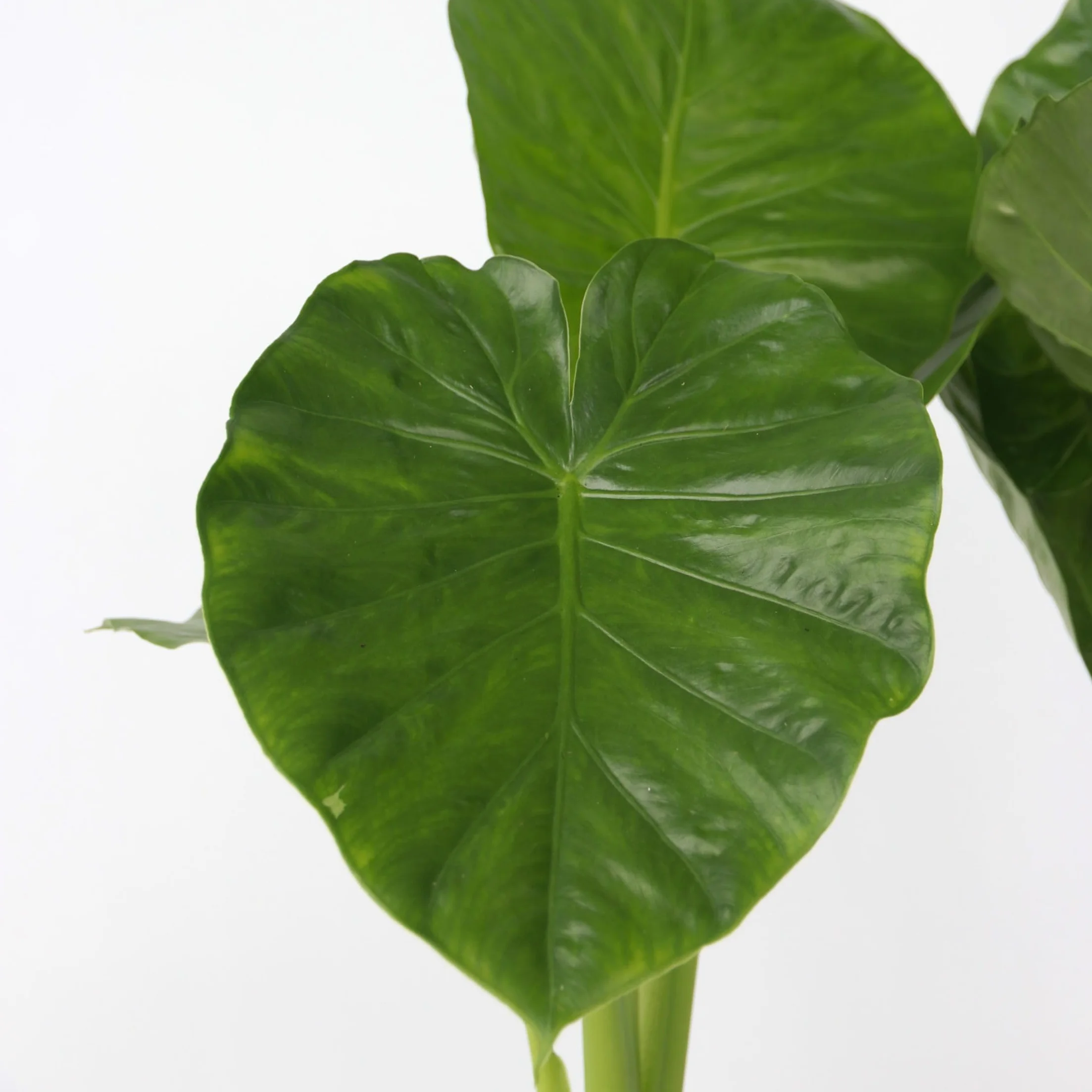 Plant in a Box - Alocasia Odora - Set di 2 - Bellissima Pianta verde da appartamento - Vaso 17cm - Altezza 55-75cm