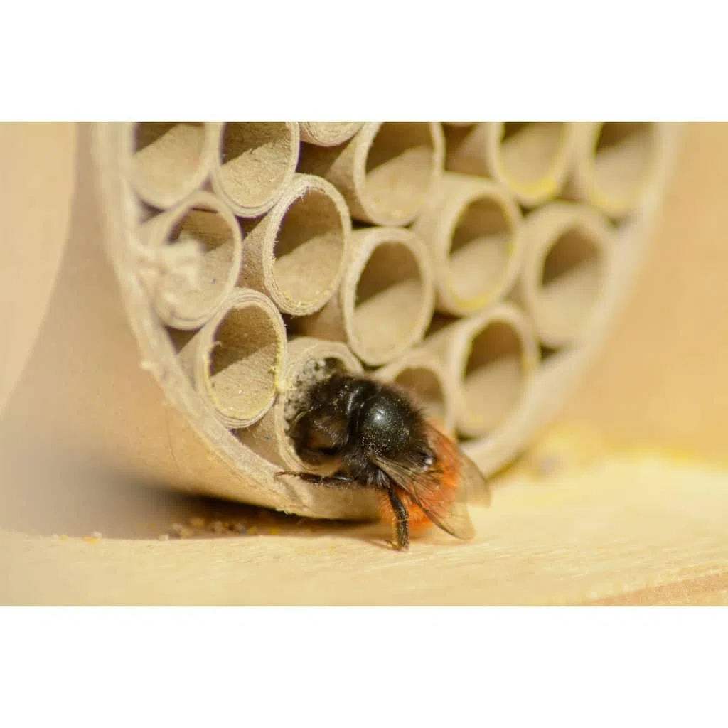 dobar 28450e - Casetta Professionale per Insetti per api Selvatiche, con tubetti di Carta, 16 x 12,5 x 23 cm, in Betulla Naturale