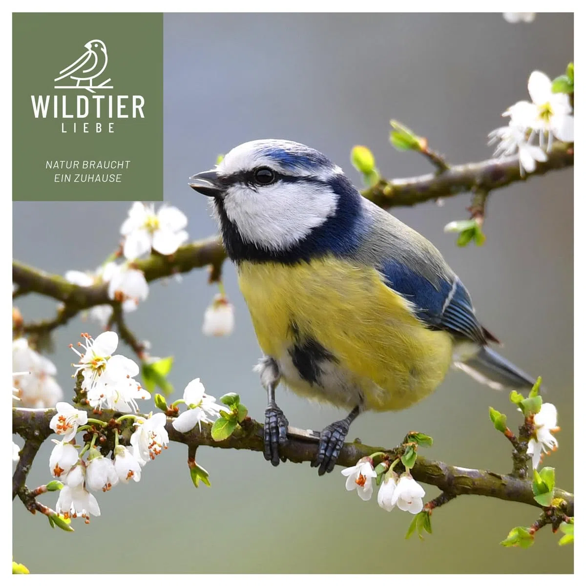 wildtier liebe Vogeltraum - Set di insetti di alta qualità, 2,5 litri, secchi, larve di insetti e gamarus per uccelli, vermi di farina, mangime per uccelli