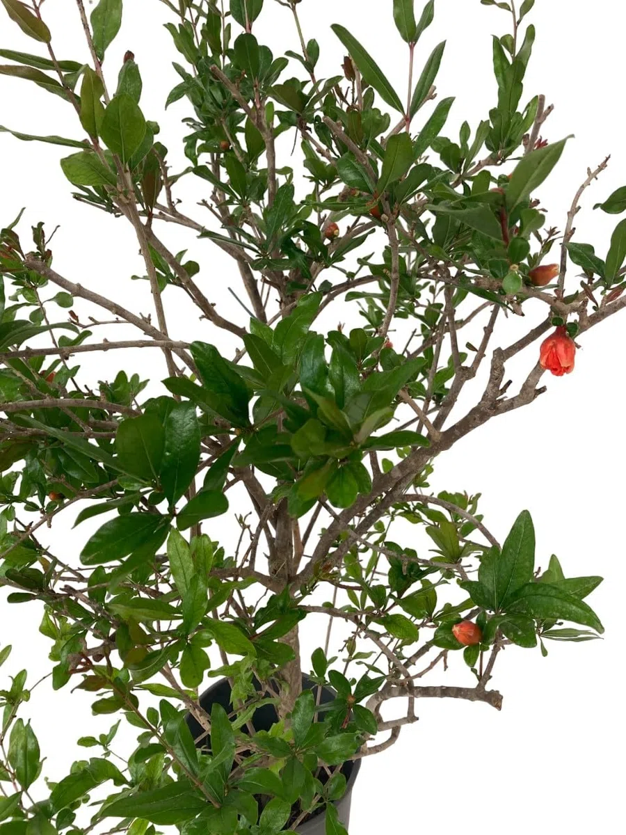 Punica Granatum - Melograno da fiore Pianta ornamentale da esterno prodotta da Vivai del Sole vaso diametro cm 30