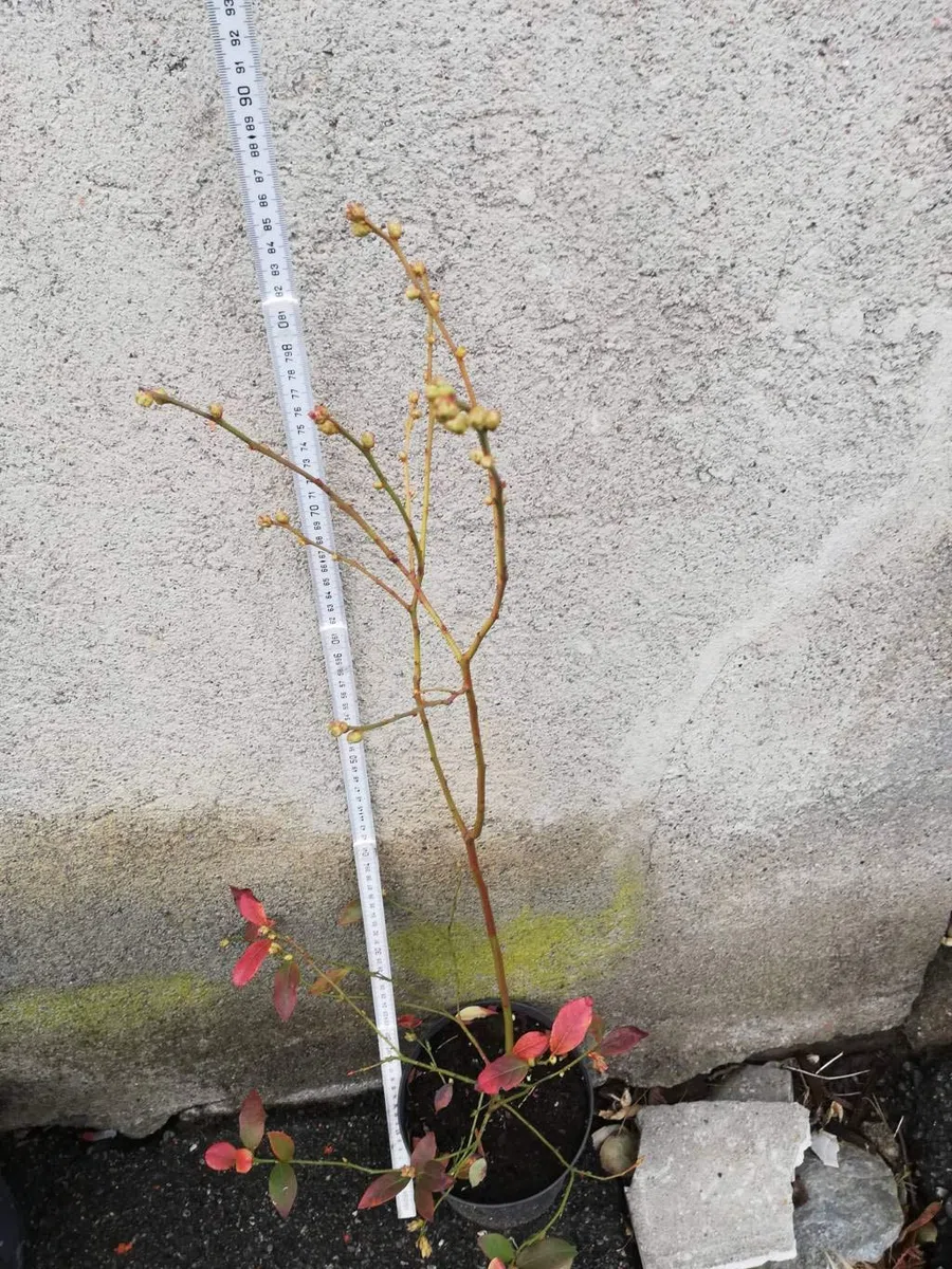 3 X MIRTILLO GIGANTE AMERICANO 2 ANNI, 3 MATURAZIONI 50-70CM
