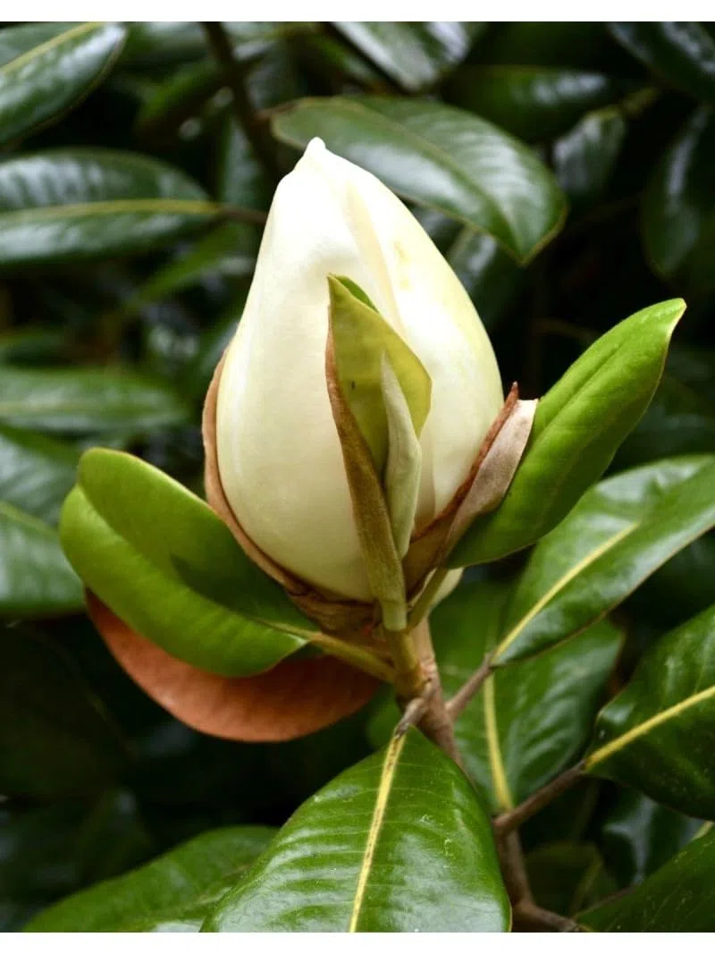 Magnolia grandiflora gallisoniensis pianta in vaso ø30 cm h 100/120 cm Vivaio di Castelletto