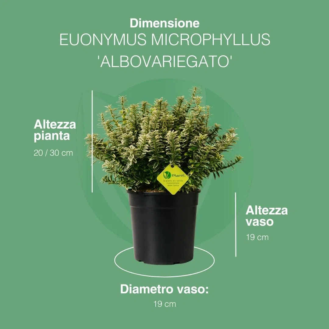 EUONYMUS JAPONICUS MICROPHYLLUS Arbusto sempreverde da esterno, vaso da 19 cm. Piante vere per giardino e terrazzo con foglie bianche bordate. 6 mesi di concimazione inclusi (Albo).