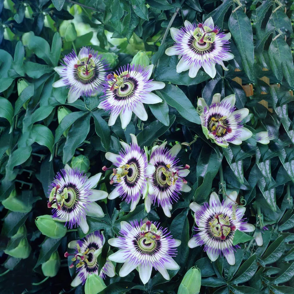Passiflora 'Caerulea', arbusto da giardino semi-sempreverde, compatto e resistente al freddo, in vaso da 9cm.