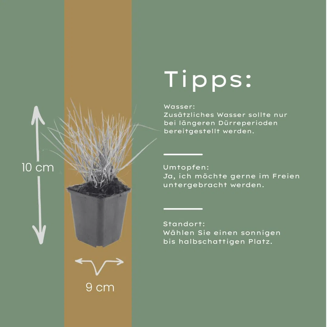 Sesleria Autumnalis in Vaso, per Giardino, Verde, Set da 48 Pezzi