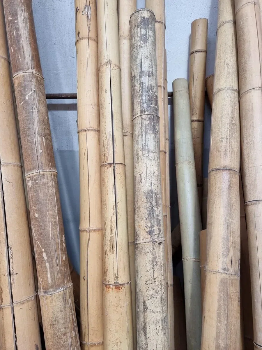 Canna di Bambù Gigante MOSO (CM 200 Ø 7/11) – TERZA SCELTA - CON FESSURE - Canne di Bamboo Naturale Decorativo per Arredo Casa, Giardino, Recinzione, Fai-da-Te e Design Outdoor Indoor