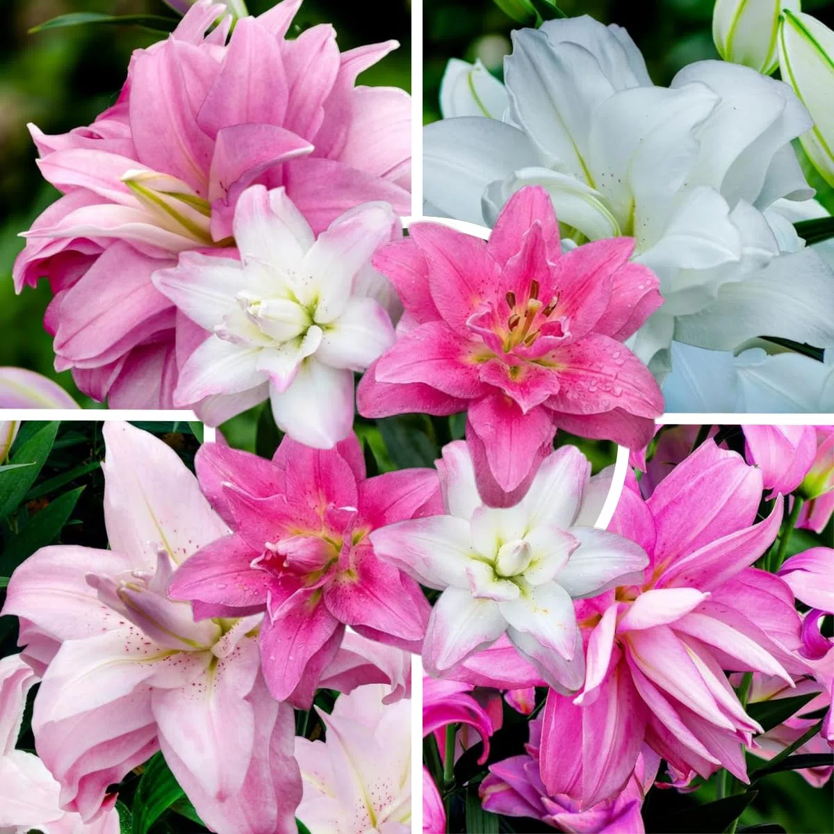 10 Double Gigli Cipolle Collezione Orientale, 5 varietà profumate, 2 di ogni colore, esclusive bulbi perenni miscela resistente all'inverno per giardino (grandi tuberi, senza semi)