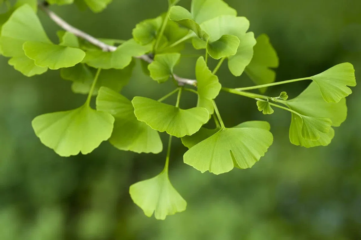 3 piante di Ginkgo biloba in vaso 9x9 cm h. 40/60 cm, alberi veri - Vivaio di Castelletto