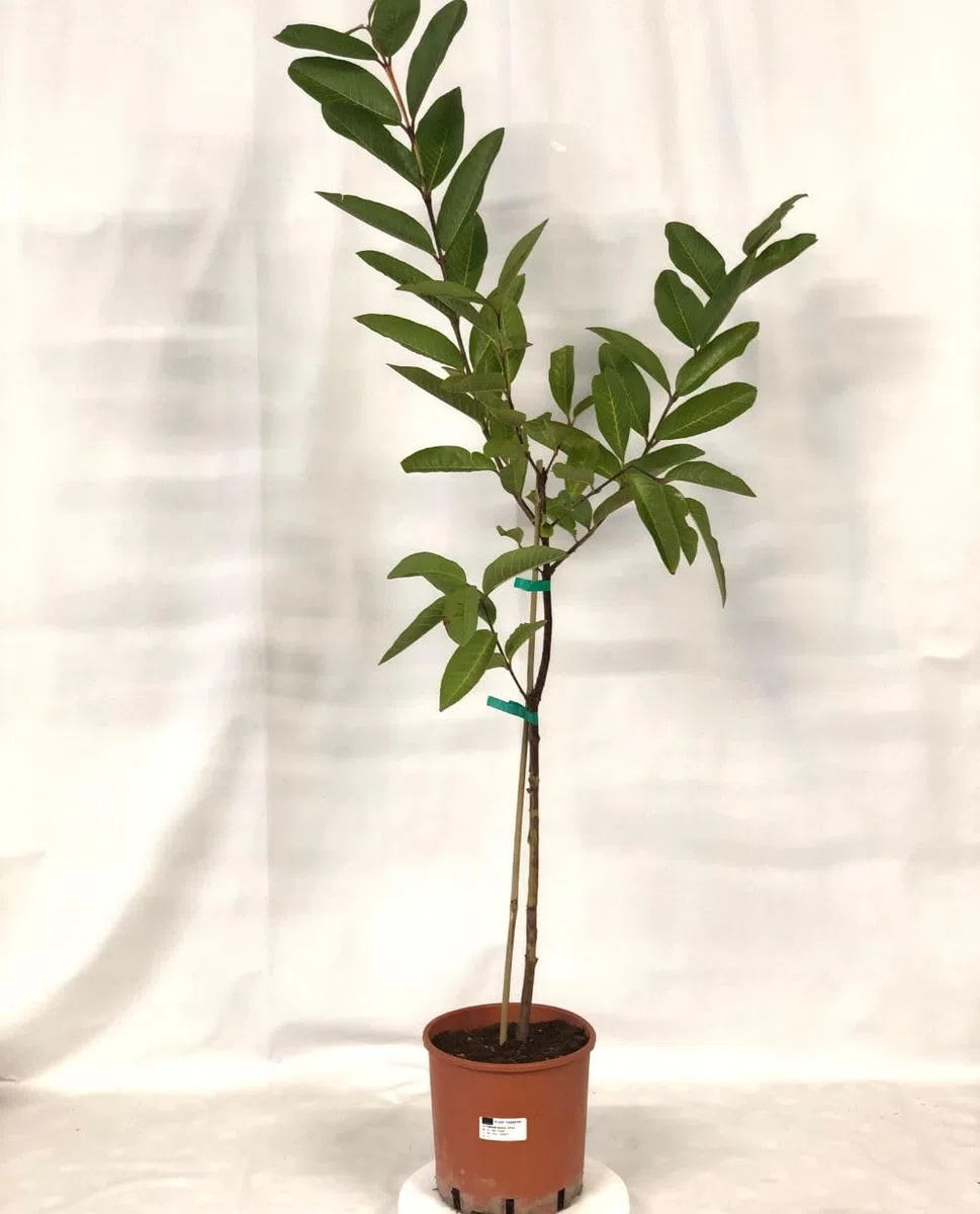 Pianta di GUAVA ROSA ‘Frutto Grande’ Psidium Guajava - in vaso Ø 18 cm – h. 80/100 cm