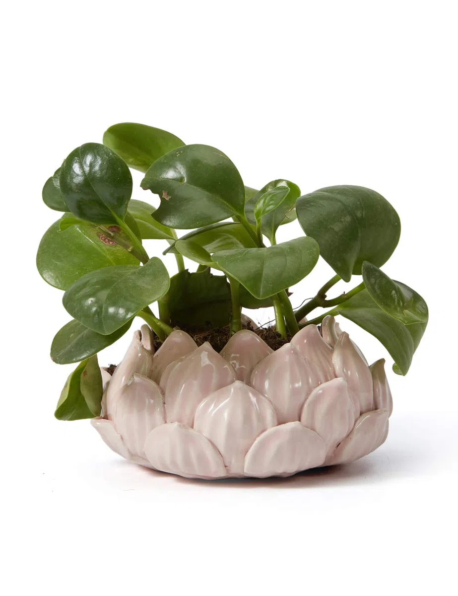 SEINHIJO Ceramica Vaso per Fiori Succulento Regali Statuetta Fiori Scultura Figurina Animale Statua Moderna Decorazione Arte Casa Ornamento Soprammobili Rosa 15cm