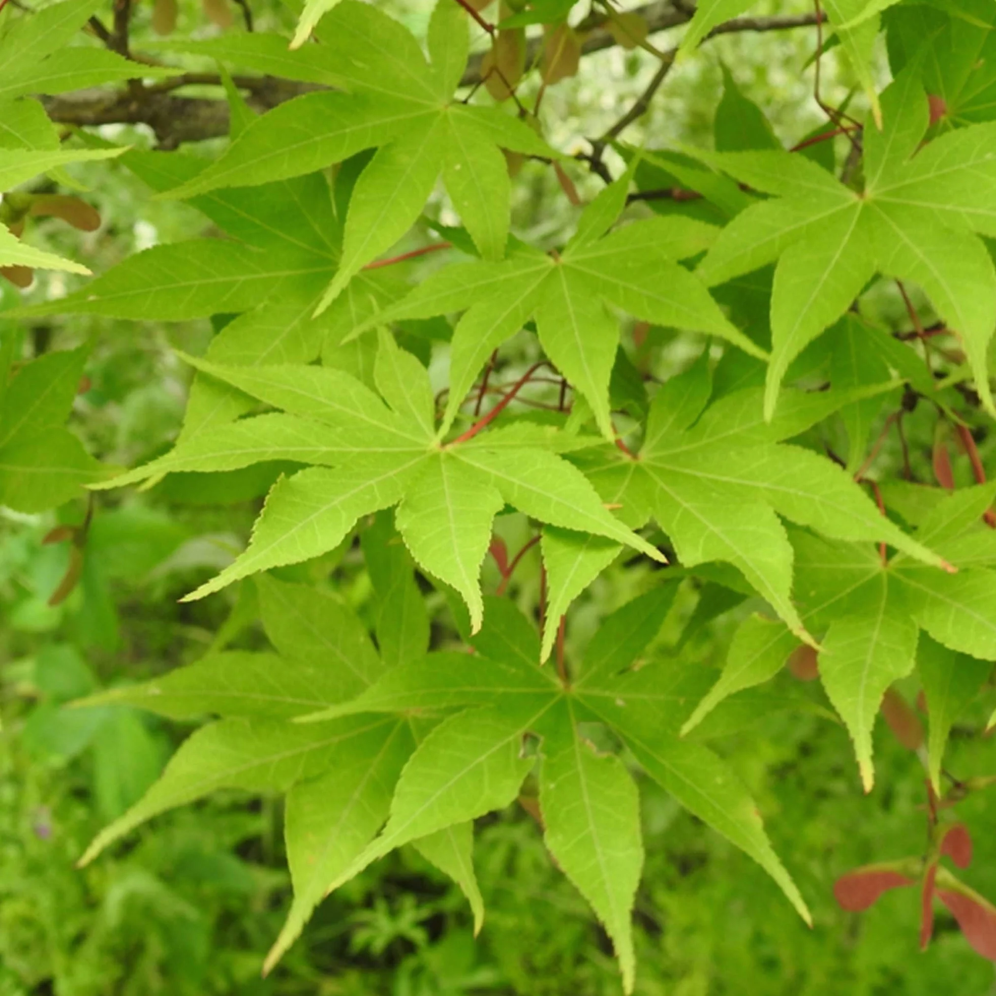 Acer palmatum "Osakazuki" | Acero giapponese Pianta da giardino a fogliame deciduo Arbusto in vaso