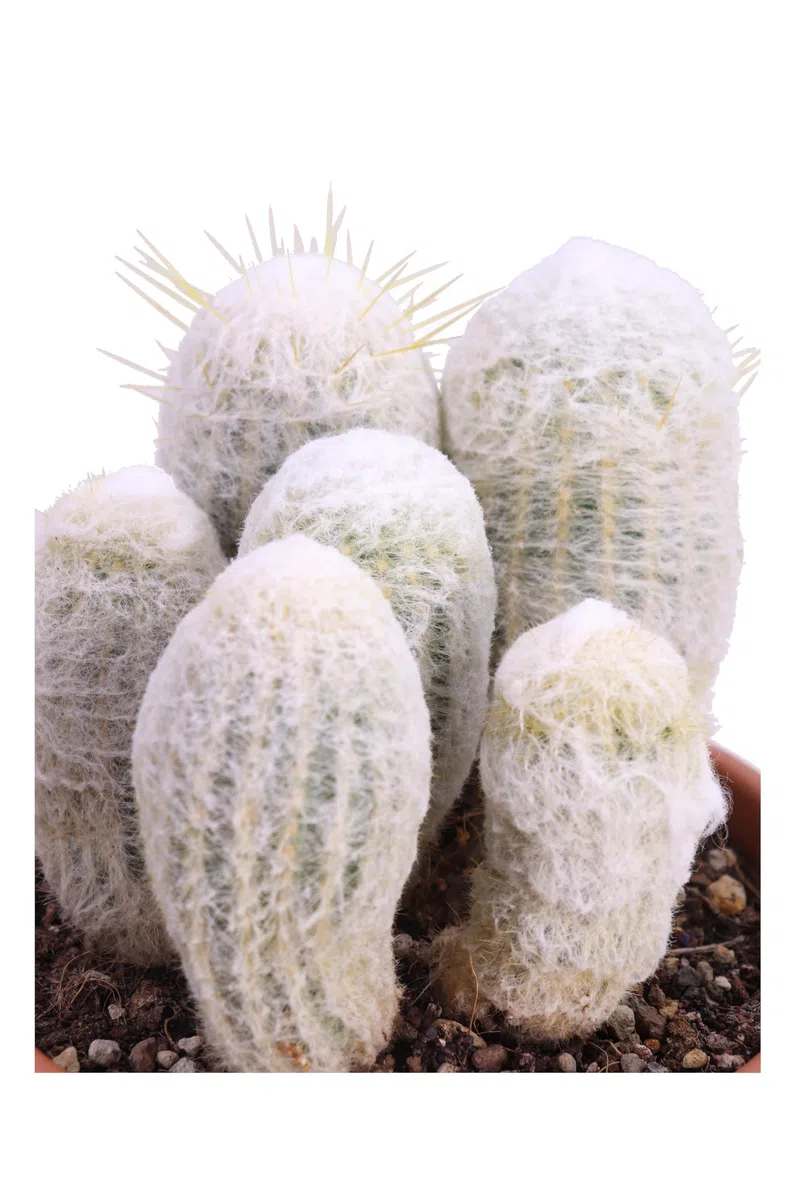 Pianta di Espostoa Nana Pianta di Cactus Lanoso pianta grassa Cactus globulare pianta da esterno pianta da interno pianta ornamentale pianta vera venduta da eGarden.store