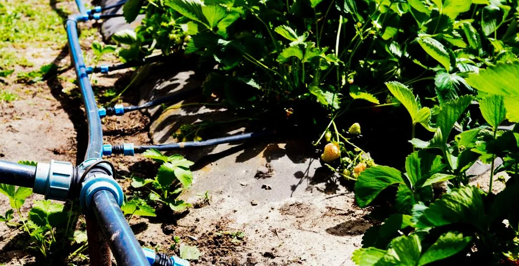 Suinga Tubo irrigazione in polietilene alimentare 25mm 10 bar 100m PE100 alta densità + 10 gomiti, 10 Tee e 5 raccordi