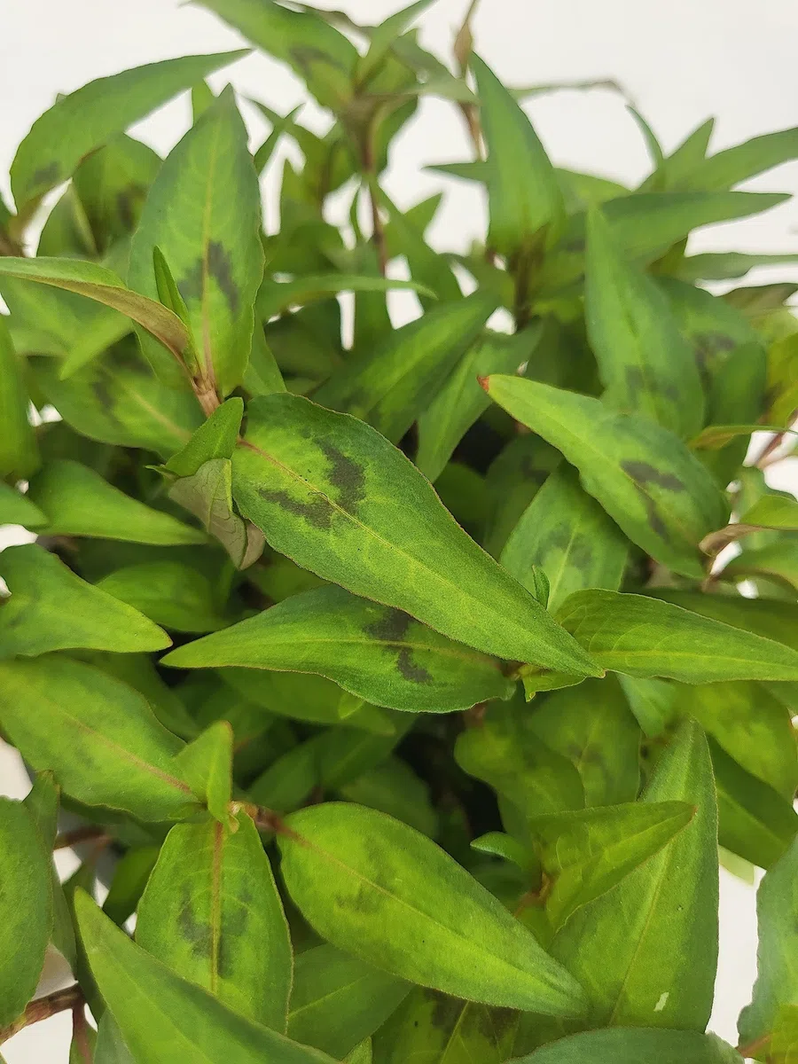 POWERS TO FLOWERS - PERSICARIA ODORATA BIO, CORIANDOLO DEL VIETNAM, 3 PIANTE, VASO 14cm, piante vere