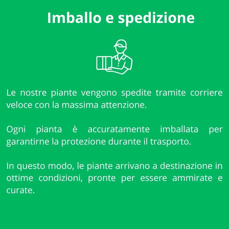 PIANTA DI RUTA SU VASO 14 IN CONFEZIONE DA 2 PEZZI