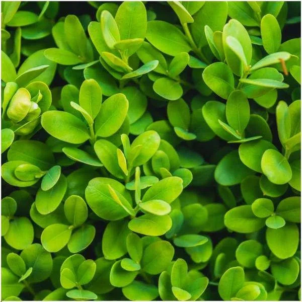 Bosso – Buxus Sempervirens – pianta siepe sempreverde – 6 piante – lunghezza totale 1 m – Ø 12 cm – altezza 20 cm – pianta da giardino facile da pulire