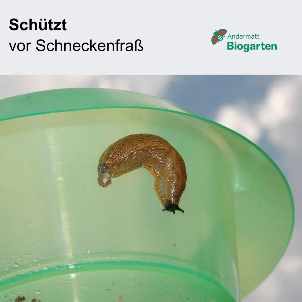 Andermatt Biogarten StopLumache PP – Confezione da 12, Protezione Contro Le lumache, Collare Anti-lumache Riutilizzabile in Materiale Riciclato, L'Originale Svizzero, Verde