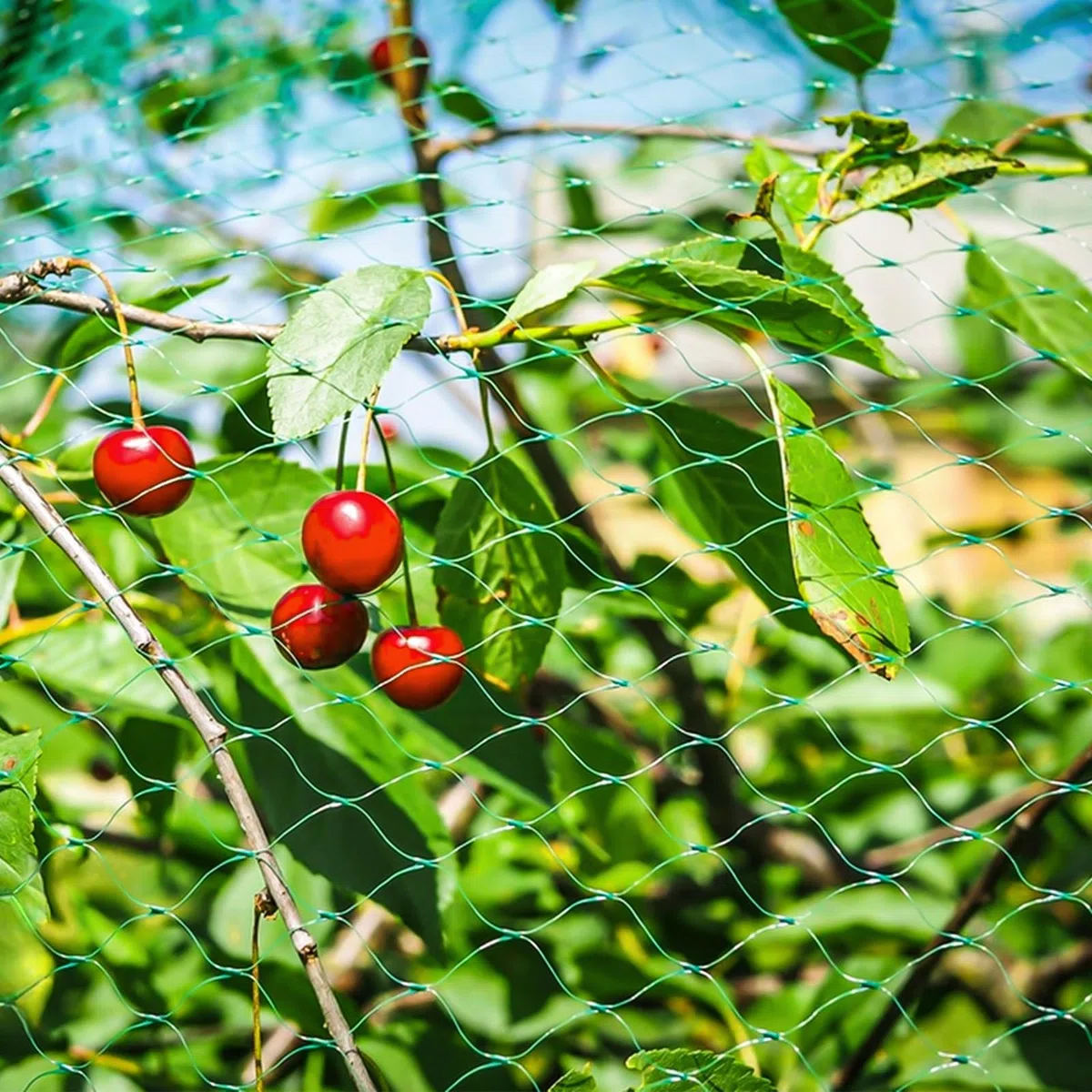 Rete di protezione per uccelli, 8 m x 10 m, per giardino e aiuole rialzate, protezione efficace da piccioni e altri uccelli, a maglia stretta e stabile per alberi da frutto, fragole e ciliegio