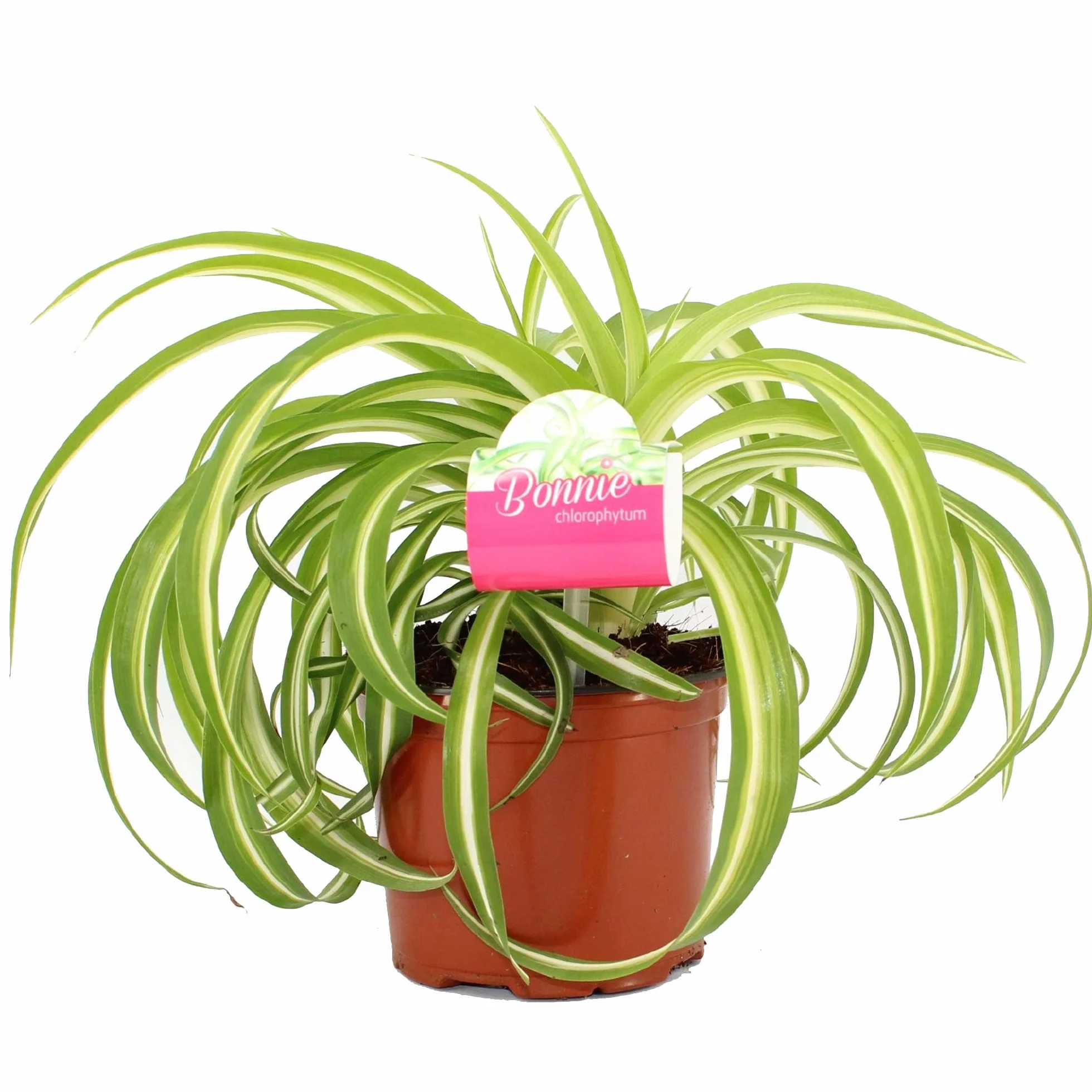 Chlorophytum “Bonnie” Nastrino Falangio Pianta Ragno Cascante Pianta da appartamento (20-30 cm Incl. Vaso)