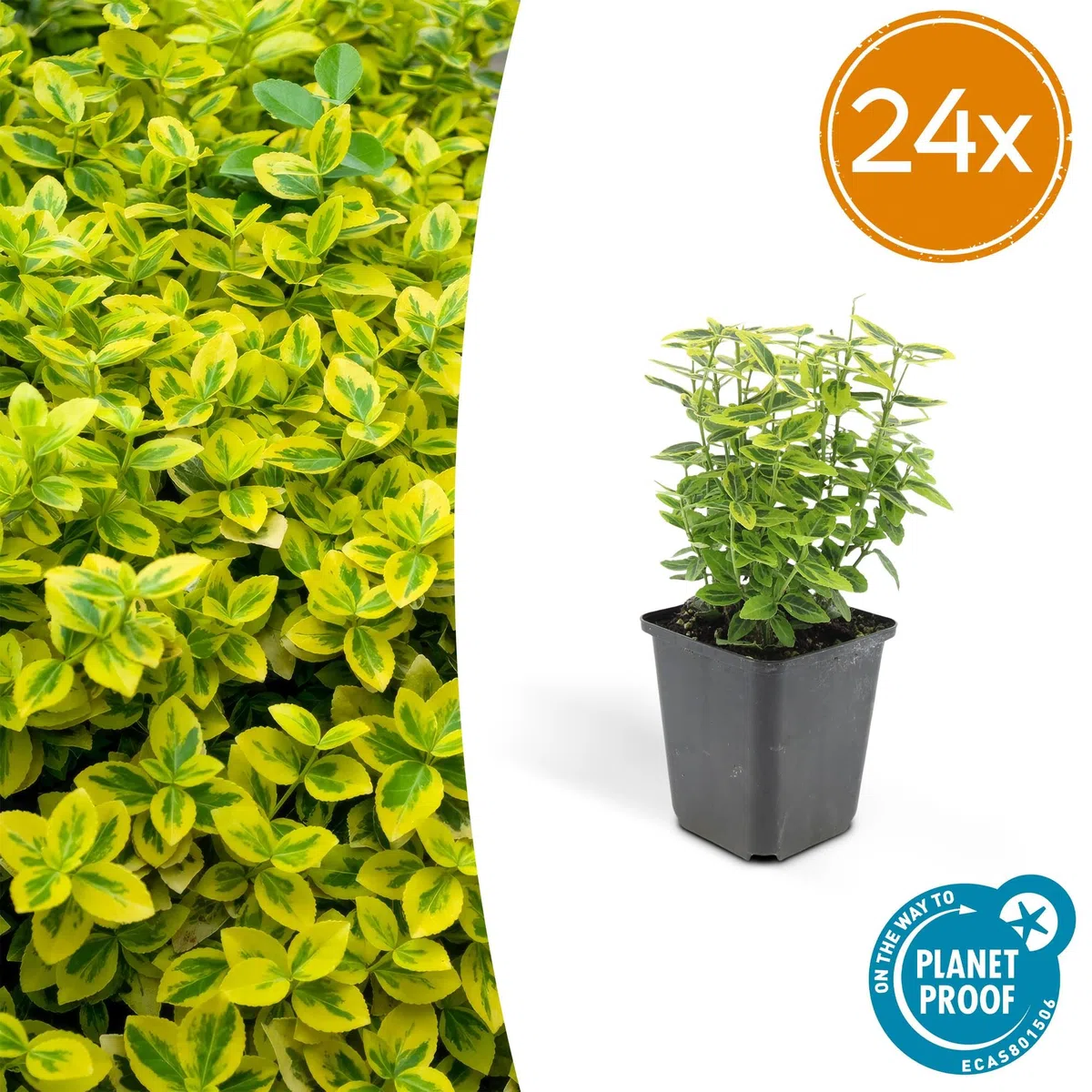 Euonymus Fortunei con Foglie Variegate, Siepi, Giallo Verde, Set 24 Pz