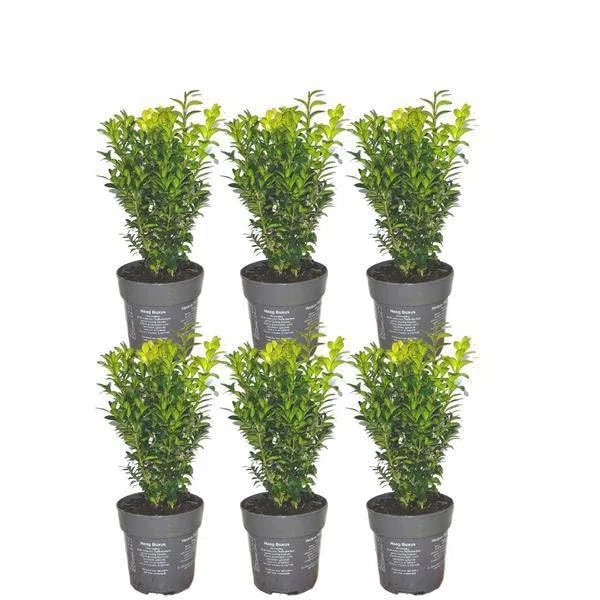 Bosso – Buxus Sempervirens – pianta siepe sempreverde – 6 piante – lunghezza totale 1 m – Ø 12 cm – altezza 20 cm – pianta da giardino facile da pulire