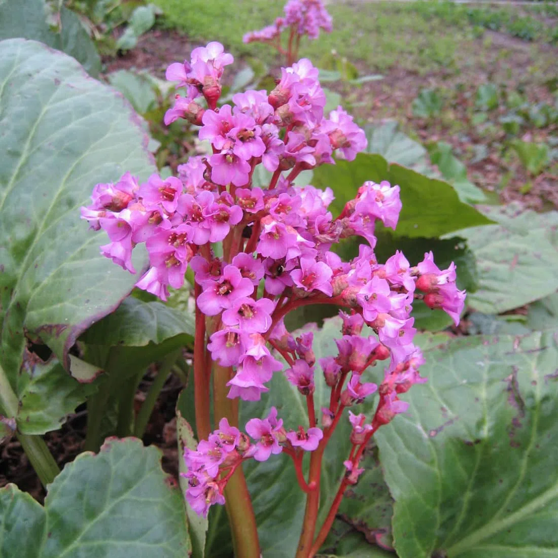 6 x Bergenia Cordifolia - Perenni Vaso 9cm x 9cm