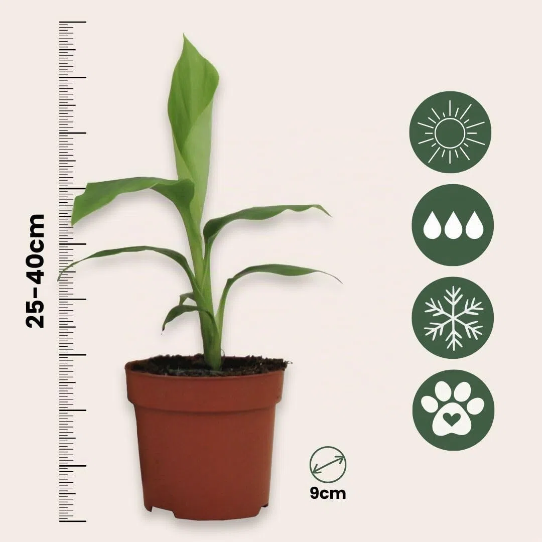 Plant in a Box - Musa Basjoo - Set di 6 - Piante di banane resistenti - Vaso 9cm - Altezza 20-25cm
