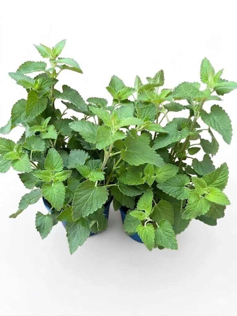 2 Piante di Nepeta Cataria su vaso cm 14 MODIPITRE