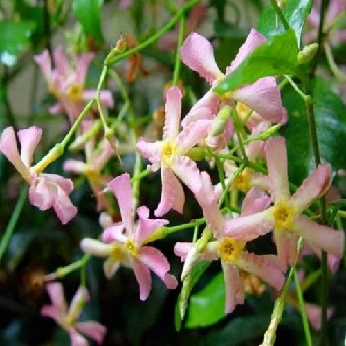 3 x Gelsomino (Giallo-Bianco-Rosa) - Acquista 3/Paga2 - Pianta Adulta | ClematisOnline