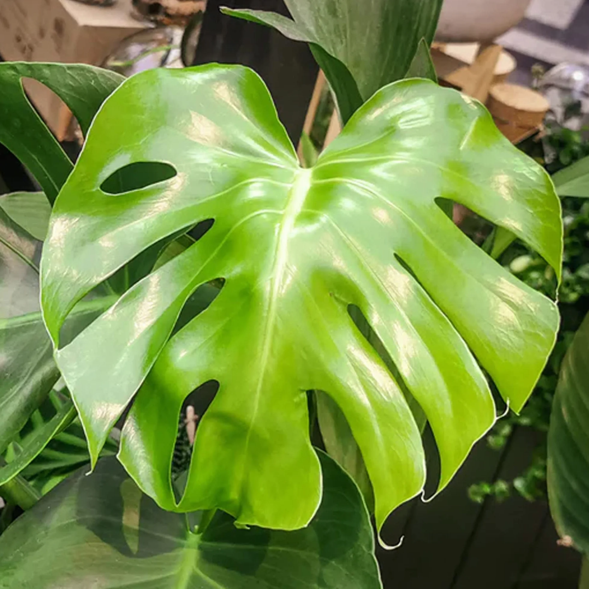 Pianta del formaggio svizzero Monstera Deliciosa, pianta da interno sempreverde in vaso.