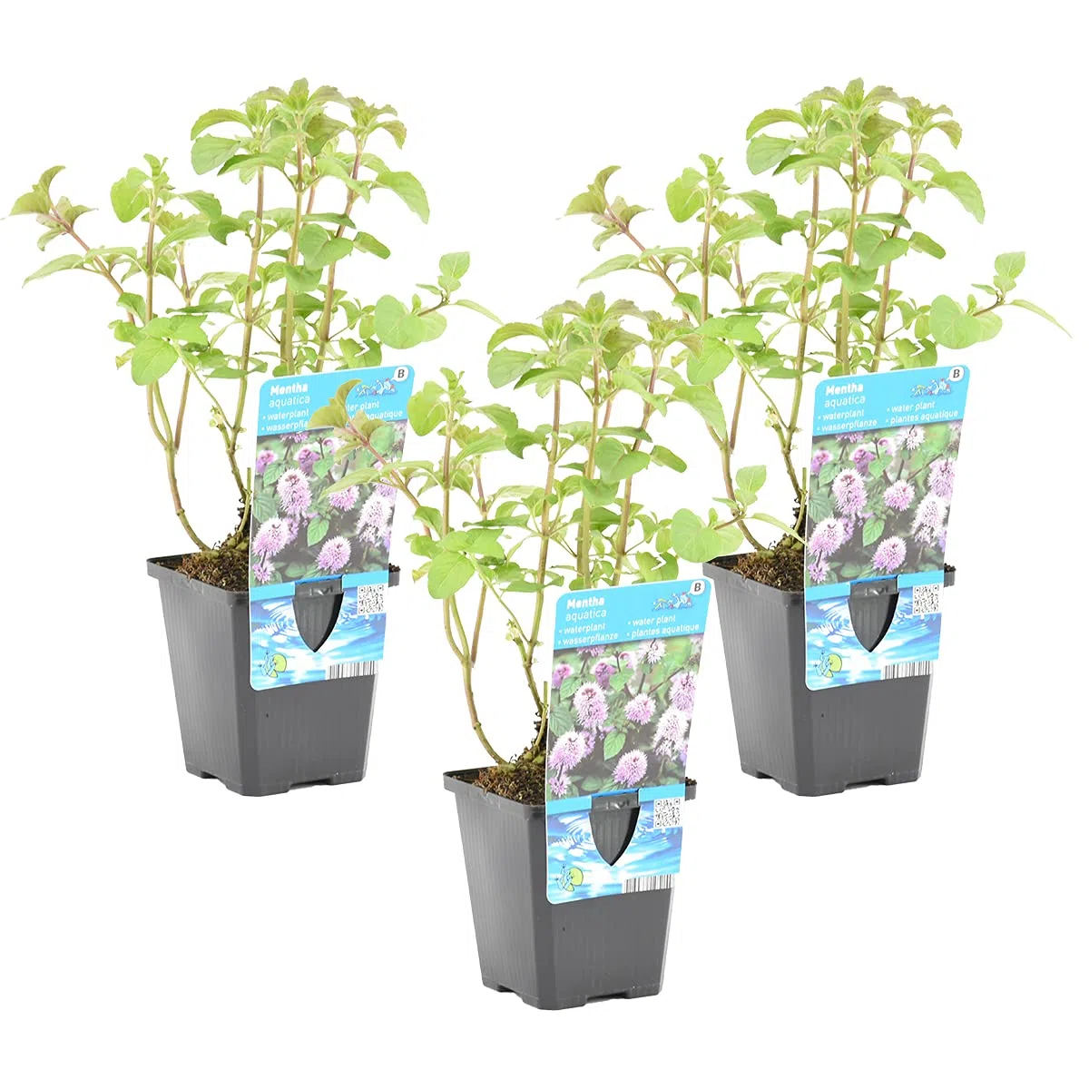 Bloomique - Set di 3 - Mentha Aquatica - Menta d’Acqua - Pianta Acquatica - Pianta da Stagno - Resistente al Freddo - Alte 10-20 cm - Vaso 9 cm