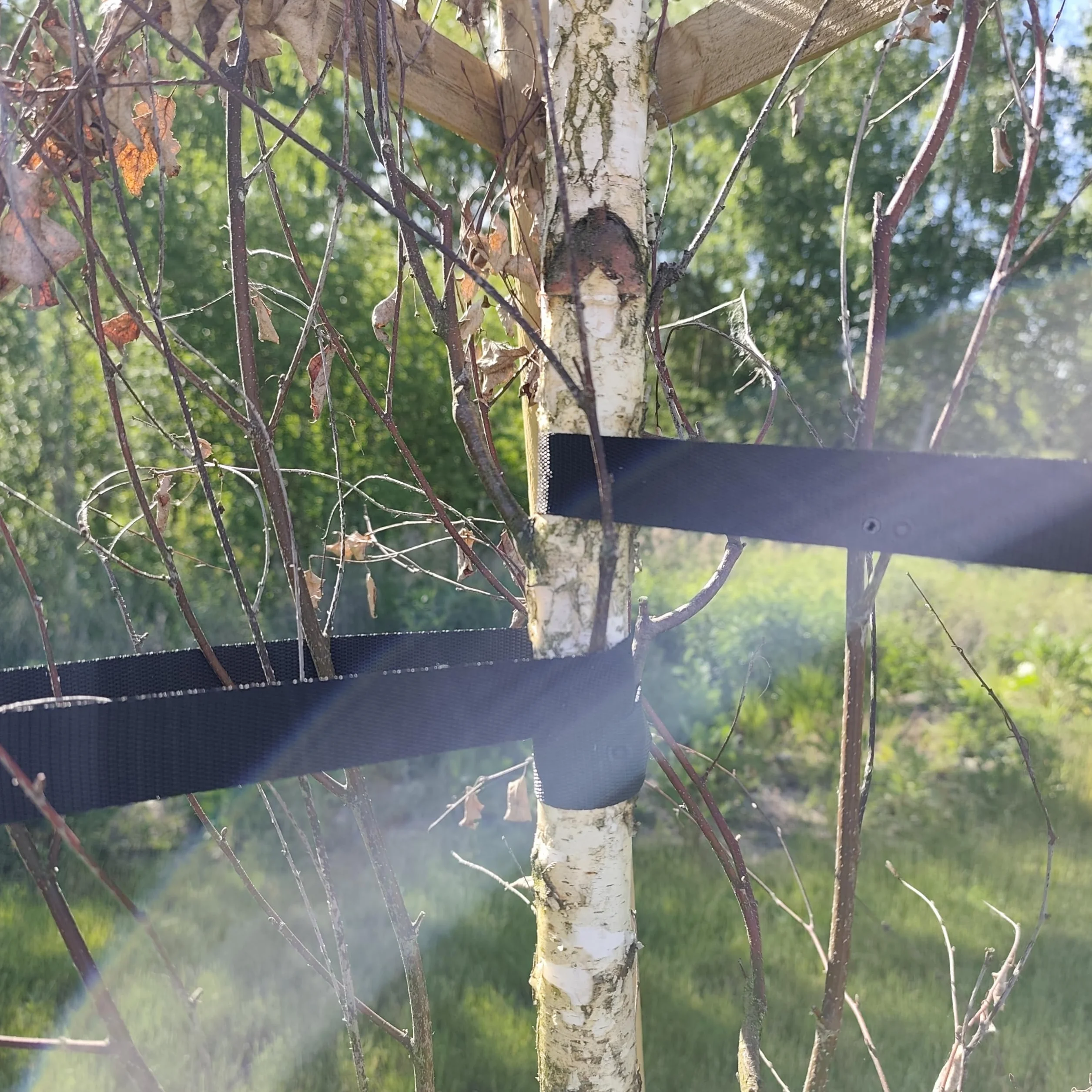 Kit Tutto Incluso per Sostegno Alberi ø 7 cm x 220 cm con 3 Pali in Legno, 3 Cinghie Nere e 6 Semipali in Legno per Fissaggio e Supporto Piante